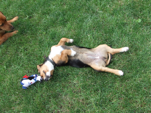 Dulce siesta. Dulce siesta.